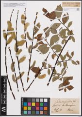 Foto von Salix daphnoides Vill.